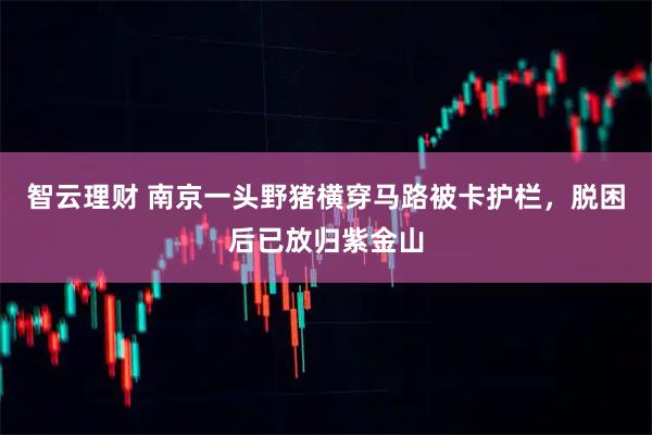 智云理财 南京一头野猪横穿马路被卡护栏，脱困后已放归紫金山